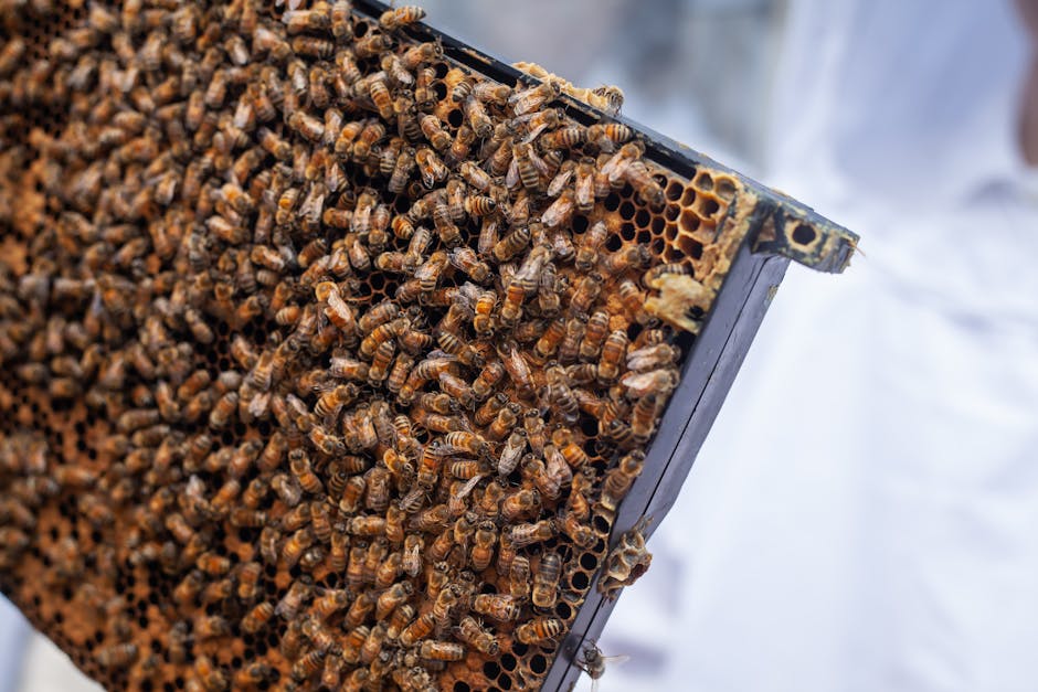 Read more about the article Smart Approaches to Bee Species Understanding That Save Time and Money