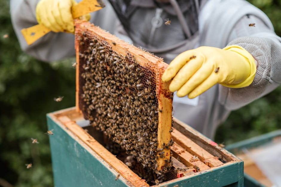 Read more about the article Breaking Down Organic Beekeeping — A Practical Approach