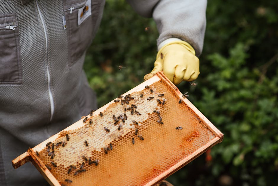 Read more about the article The Intersection of Urban Beekeeping and Technology